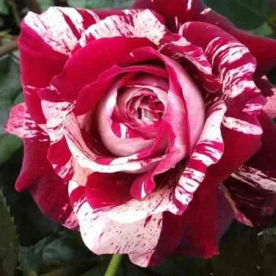 Саженцы роз ХУЛИО ИГЛЕСИАС чайно-гибридная в Коломне