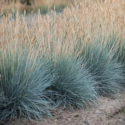 Овсяница АЙСФОГЕЛЬ сизая в Коломне