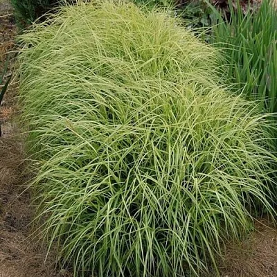 Осока ВАРИЕГАТА пальмолистная в Коломне