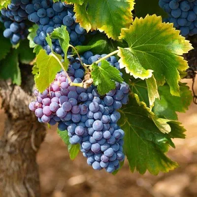 Виноград ЗИЛГА  Виноград ЗИЛГА в Коломне