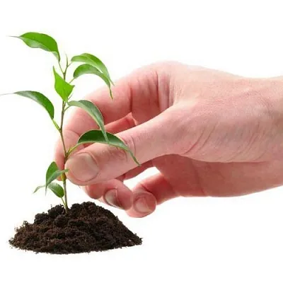 Саженцы  Саженцы в Коломне