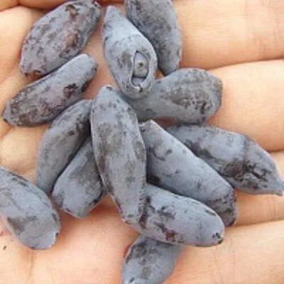 Жимолость съедобная ЧУЛЫМСКАЯ  Жимолость съедобная ЧУЛЫМСКАЯ в Коломне