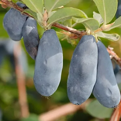 Жимолость съедобная СИНИЙ УТЕС  Жимолость съедобная СИНИЙ УТЕС в Коломне