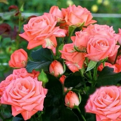 Саженцы роз БАРБАДОС спрей  Саженцы роз БАРБАДОС спрей в Коломне