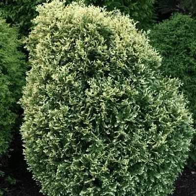 Туя ЛИТОМИШИЛ западная  Туя ЛИТОМИШИЛ западная в Коломне