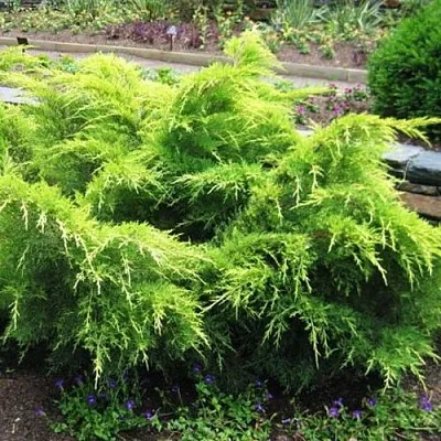 Можжевельник ГОЛД КОСТ средний  Можжевельник ГОЛД КОСТ средний в Коломне