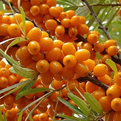 Облепиха ВИТАМИННАЯ  Облепиха ВИТАМИННАЯ в Коломне