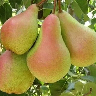 Груша ЛЕСНАЯ КРАСАВИЦА  Груша ЛЕСНАЯ КРАСАВИЦА в Коломне