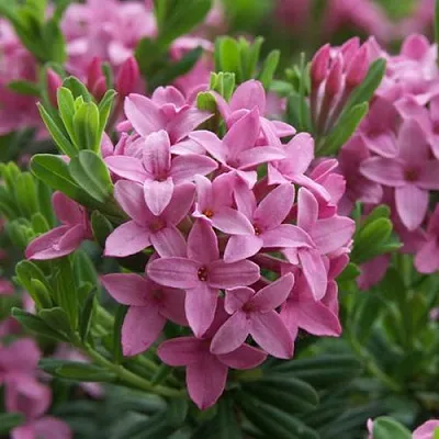 Волчеягодник КОЛЛИНА ГАРАЛЕНС в Коломне