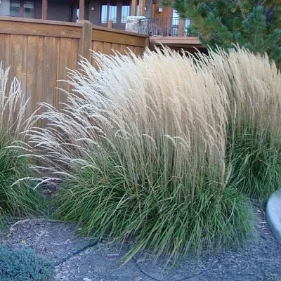 Вейник КАРЛ ФОРСТЕР остроцветковый в Коломне