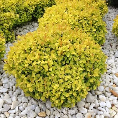 Барбарис БОНАНЗА ГОЛД тунберга в Коломне