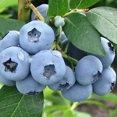 Голубика БЛЮЭТТА  Голубика БЛЮЭТТА в Коломне