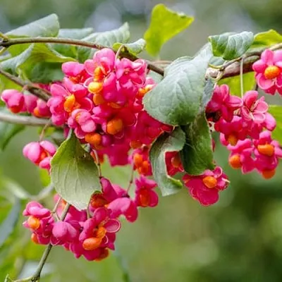 Бересклет ЕВРОПЕЙСКИЙ  Бересклет ЕВРОПЕЙСКИЙ в Коломне