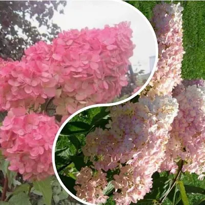 Комплект МНОГОГРАННОСТЬ в Коломне