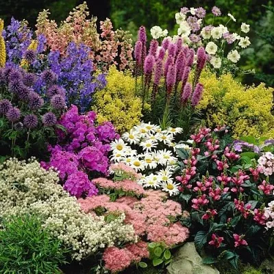 Многолетние растения  Многолетние растения в Коломне