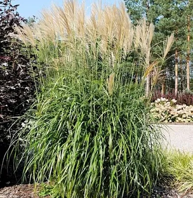 Мискантус ВАНИЛЛА СКАЙ китайский в Коломне