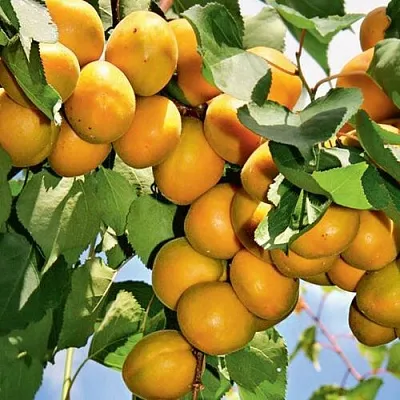 Абрикос БРЯНСКИЙ РАННИЙ  Абрикос БРЯНСКИЙ РАННИЙ в Коломне
