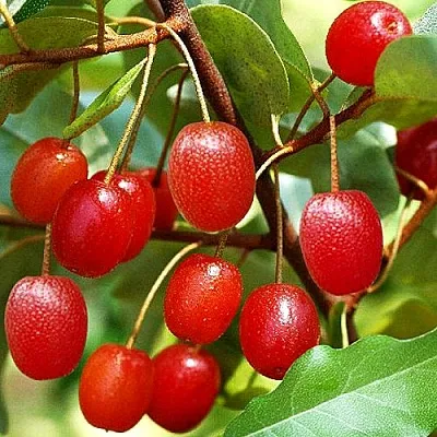 Гуми  Гуми в Коломне