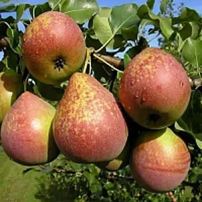 Груша МРАМОРНАЯ  Груша МРАМОРНАЯ в Коломне