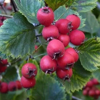 Боярышник АРНОЛЬДА  Боярышник АРНОЛЬДА в Коломне