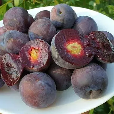 Сливово-вишневый гибрид МЕЙНОР в Коломне