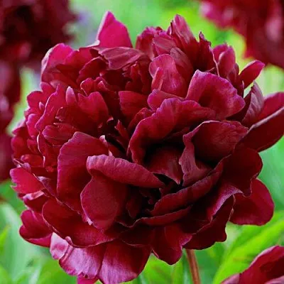 Пион АРМАНИ травянистый  Пион АРМАНИ травянистый в Коломне