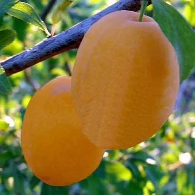 Слива НАТАША в Коломне