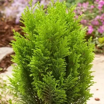 Кипарисовик ЭЛВУДИ ГОЛД лавсона  Кипарисовик ЭЛВУДИ ГОЛД лавсона в Коломне