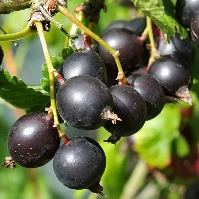 Йошта ДЖОСТАБЕРРИ в Коломне