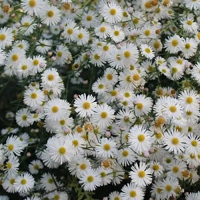 Болтония СНОУБЭНК в Коломне