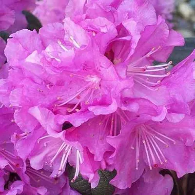 Рододендрон П.Ж.М. ЭЛИТ  Рододендрон П.Ж.М. ЭЛИТ в Коломне