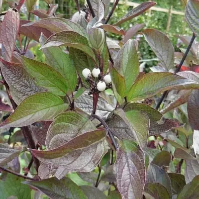 Дерен КЕССЕЛЬРИНГИ  Дерен КЕССЕЛЬРИНГИ в Коломне