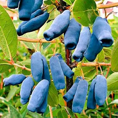 Жимолость съедобная НИМФА (ГАММА)  Жимолость съедобная НИМФА (ГАММА) в Коломне