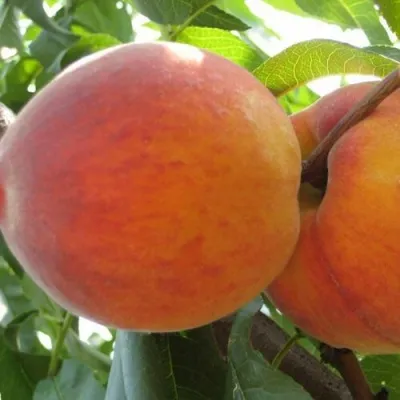 Персик СОЧНЫЙ — описание сорта Персик СОЧНЫЙ в Коломне