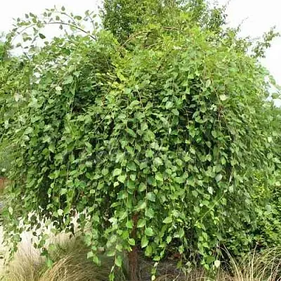 Береза САММЕР КАСКАД черная  Береза САММЕР КАСКАД черная в Коломне