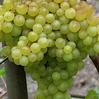 Виноград КИШМИШ 342  Виноград КИШМИШ 342 в Коломне