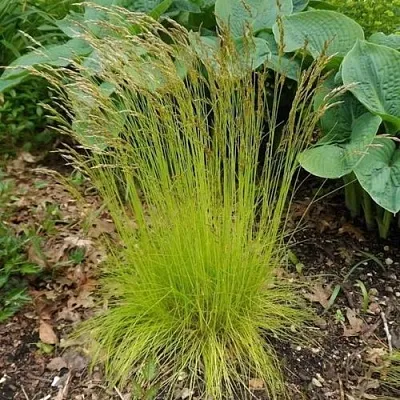 Щучка ТАТРА ГОЛД извилистая в Коломне