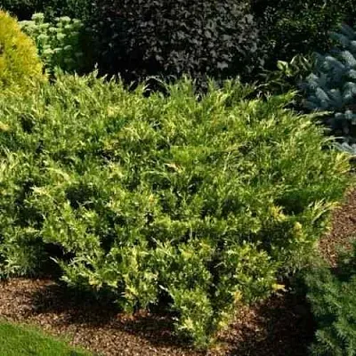 Можжевельник ВАРИЕГАТА казацкий  Можжевельник ВАРИЕГАТА казацкий в Коломне