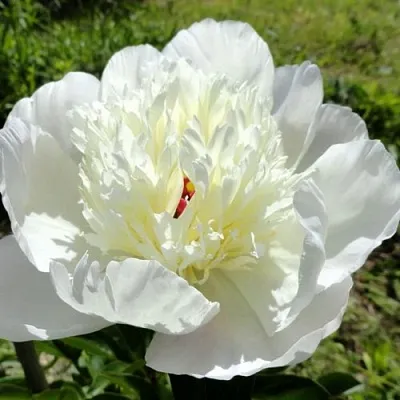 Пион ИММАКУЛИ травянистый  Пион ИММАКУЛИ травянистый в Коломне