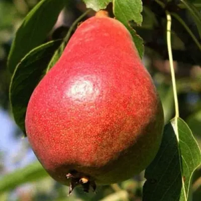 Груша НАРЯДНАЯ ЕФИМОВА  Груша НАРЯДНАЯ ЕФИМОВА в Коломне