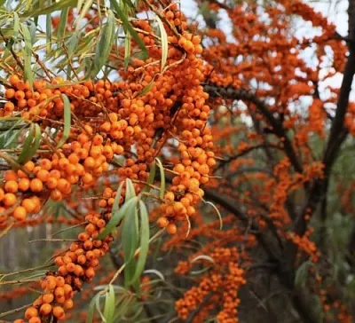 Облепиха СЕРАФИМА  Облепиха СЕРАФИМА в Коломне