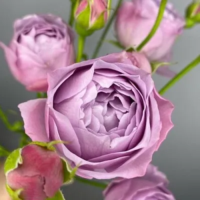 Саженцы роз ЛАВЕНДЕР БАБЛС спрей  Саженцы роз ЛАВЕНДЕР БАБЛС спрей в Коломне