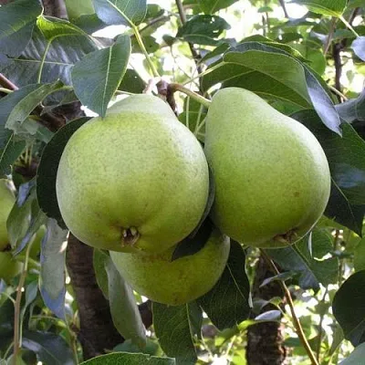 Груша МАСЛЯНИСТАЯ ЛЕТНЯЯ в Коломне