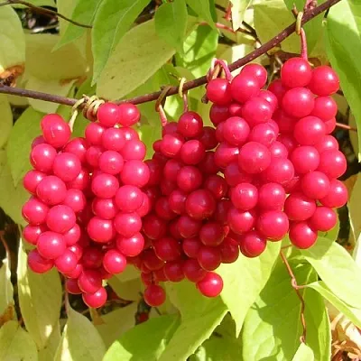 Лимонник  Лимонник в Коломне