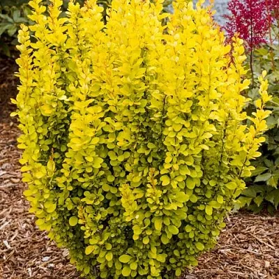 Барбарис ГОЛДЕН ТОРЧ тунберга в Коломне