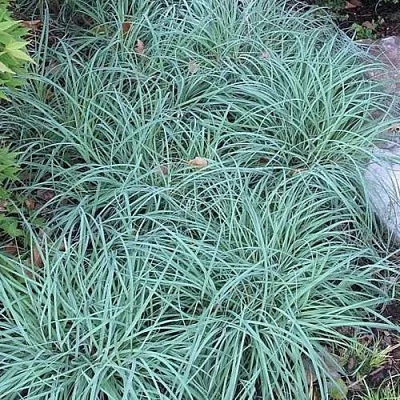 Осока БЛЮ ЗИНГЕР в Коломне