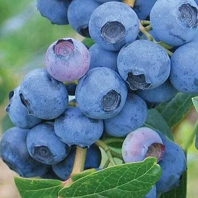 Голубика ЭРЛИБЛЮ  Голубика ЭРЛИБЛЮ в Коломне