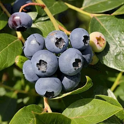 Голубика ШАНТЕКЛЕР  Голубика ШАНТЕКЛЕР в Коломне