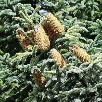 Пихта благородная в Коломне