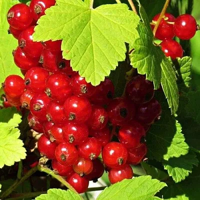 Смородина красная ГАЗЕЛЬ  Смородина красная ГАЗЕЛЬ в Коломне